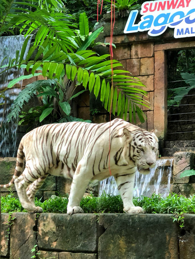 Slides, Screams, and Soaking Fun: An Unforgettable Family Day at Sunway Lagoon
