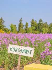 The flowers season in Jeju- Boromwat Seogwipo