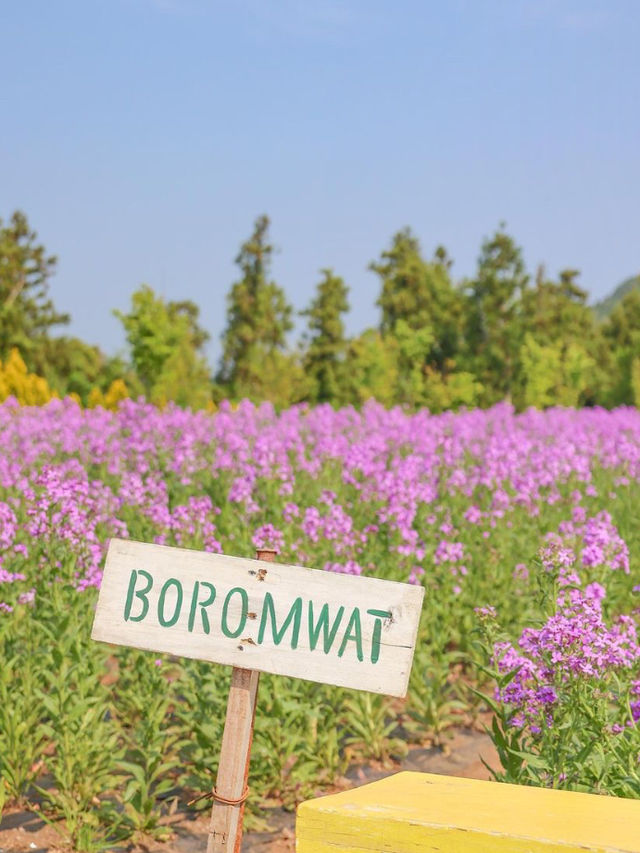 The flowers season in Jeju- Boromwat Seogwipo