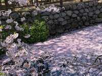 🇯🇵【愛媛県】ひょうたん池で最高の桜🌸を(^^)