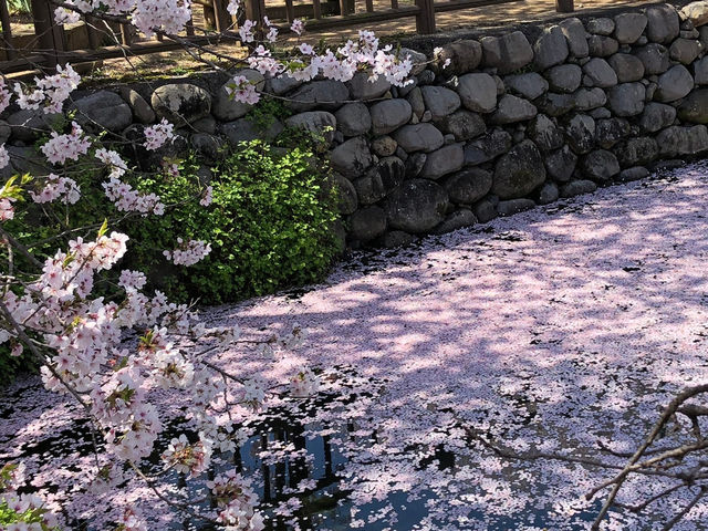 🇯🇵【愛媛県】ひょうたん池で最高の桜🌸を(^^)