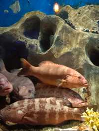 Sea Shell Aquarium Phu Quoc