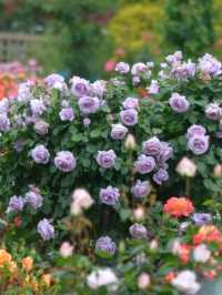 Keisei Rose Garden – Japan’s Blooming Paradise of Roses