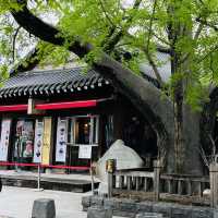 Jeonju Hanok Village: Where Tradition and Modernity Harmonize