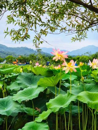Serene and Noble Lotus World at Geochang Summer Changpo Garden