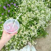 🪻🌸Cafe ดอกไม้เขาใหญ่หน้าฝน 🌸🪻