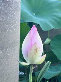 珠海｜夢境般荷花盛開的6月天🪷💓