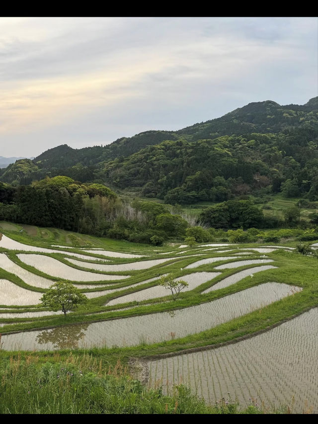 🌾日本の原風景に癒される「大山千枚田」で心洗われる旅を