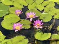 香港好去處 | 賞花 | 志蓮淨苑 | 蓮花