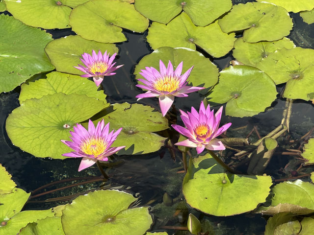 香港好去處 | 賞花 | 志蓮淨苑 | 蓮花