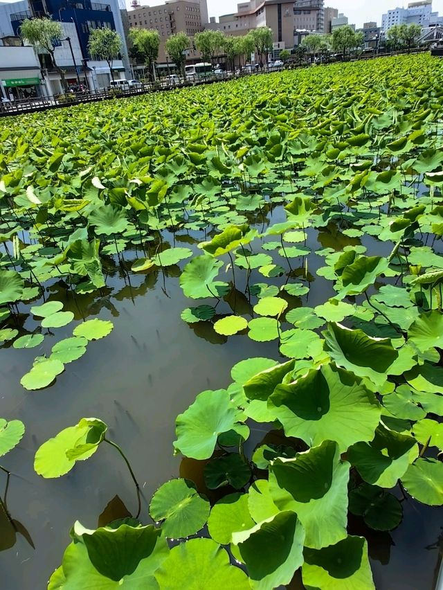 秋田免費景點～千秋公園