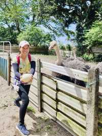 Big Birds & Big Smiles: Visiting Desaru Ostrich Farm