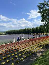 北海道 美瑛（四季彩之丘）（白金青池）（白鬚瀑布）、富良野（富田農場）