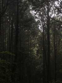 🌲 阿里山森林遊樂區攻略｜五奇連發 × 森林小火車 × 日出雲海 🌄 