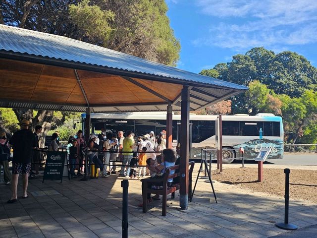 A Quokka Selfie, Ocean Breeze & Ferry Views – My Perfect Day at Rottnest Island!