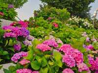 The decoration of blossoming hydrangeas at Jangsaengpo