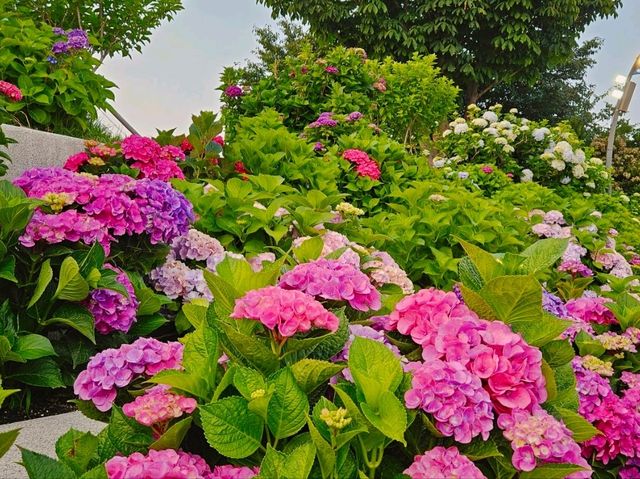 The decoration of blossoming hydrangeas at Jangsaengpo