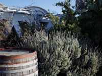 My Accidental Discovery: Santorini's Koutsogiannopoulos Wine Museum! 🍇🍷