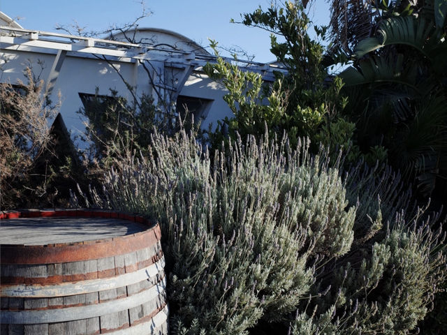 My Accidental Discovery: Santorini's Koutsogiannopoulos Wine Museum! 🍇🍷