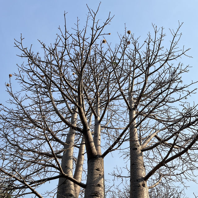 🌿達爾文私藏文藝系路線｜免費博物館 + 熱帶植物園，拍照好逛又好涼🎨🌳