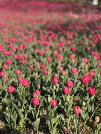 Daning Tulip Park