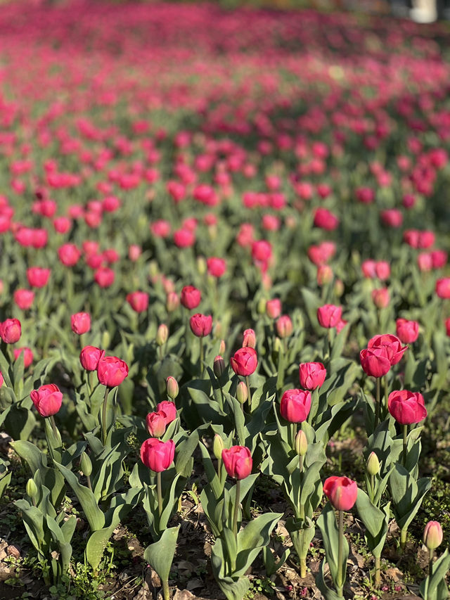 Daning Tulip Park