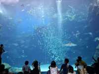 夢幻光影海底世界、南美海獅秀、打卡限定周邊一次滿足！