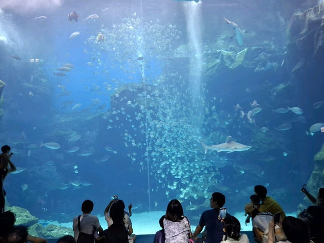 夢幻光影海底世界、南美海獅秀、打卡限定周邊一次滿足！