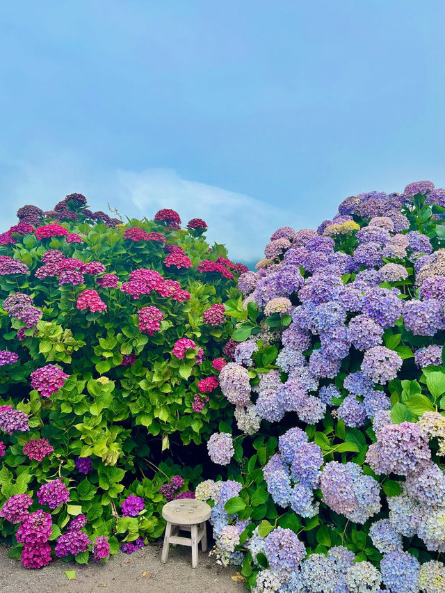走進濟州：繡球花海仙景大爆發🫧