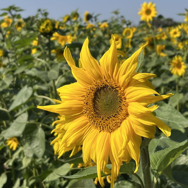 雲林莿桐花海🌻