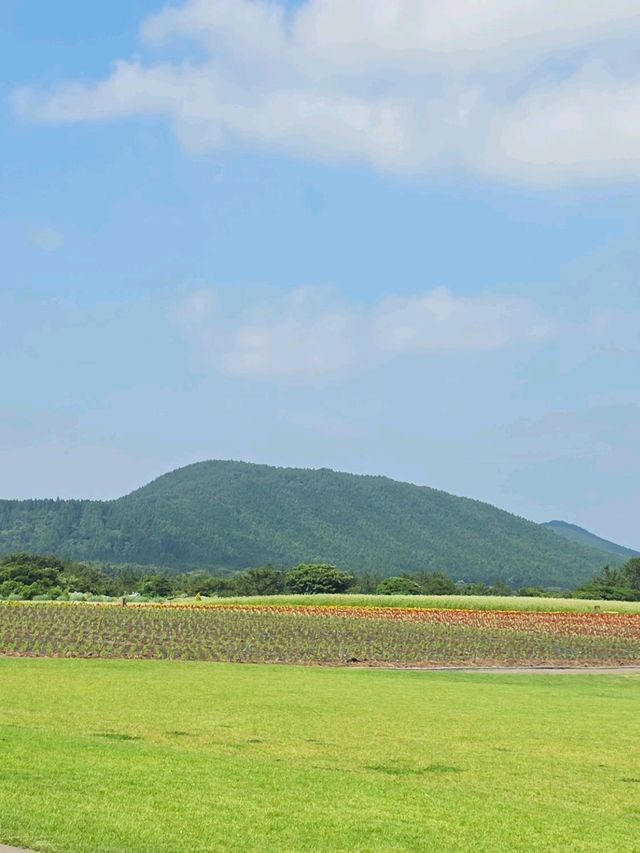 🌈 수국, 메밀꽃, 넓은 뜰과 산을 볼 수 있는 곳