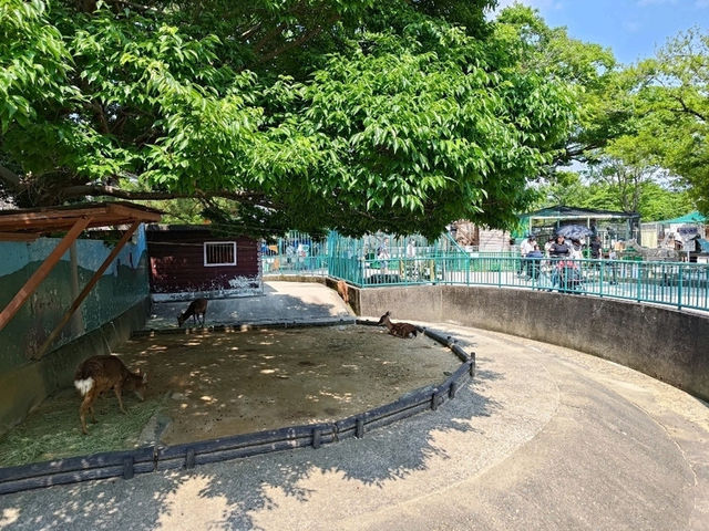 和歌山景點｜和歌山城腳下的親子動物園—和歌山城公園動物