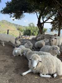 อาข่า ฟาร์มวิลล์ Akha Farm Ville 