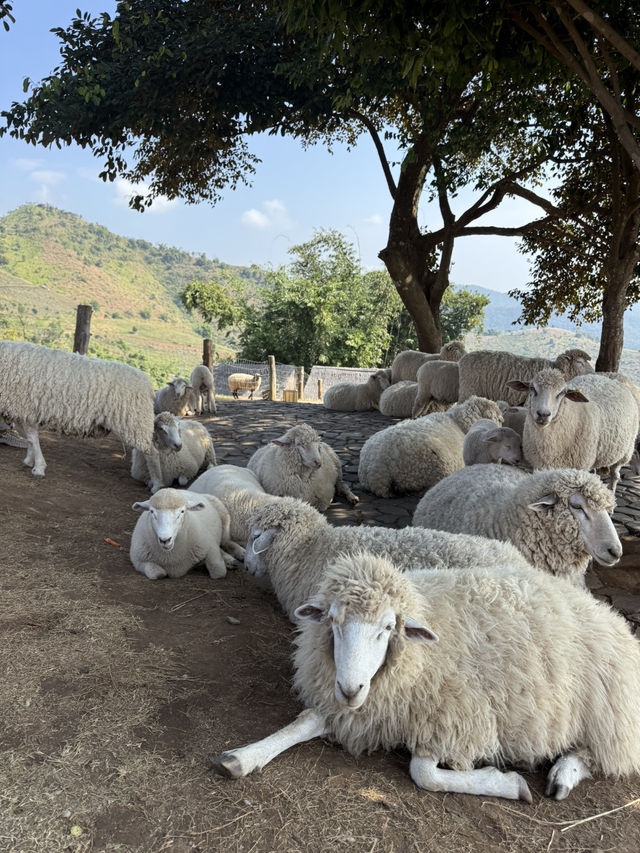 อาข่า ฟาร์มวิลล์ Akha Farm Ville 
