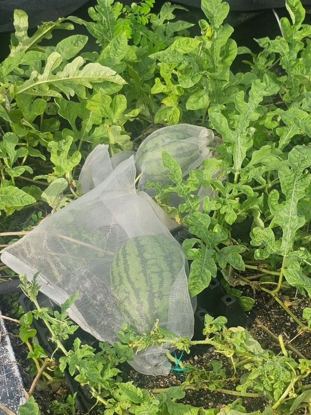 喺繁華嘅石屎森林中,有機會走入大自然,絕對可以令人身心放鬆