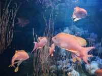 Dive Into the Coolest Underwater World