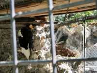 Kaliningrad Zoo