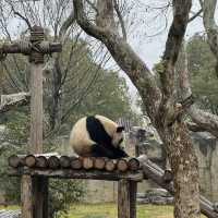 Shanghai Wild Animal Park