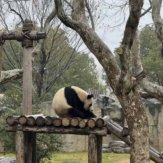 Shanghai Wild Animal Park