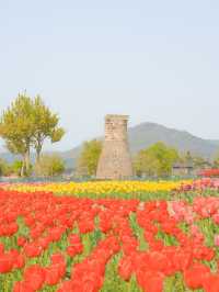 경주 겹벚꽃 보러 가셨나요? 그럼 튤립도 보셔야죠🌷❤️
