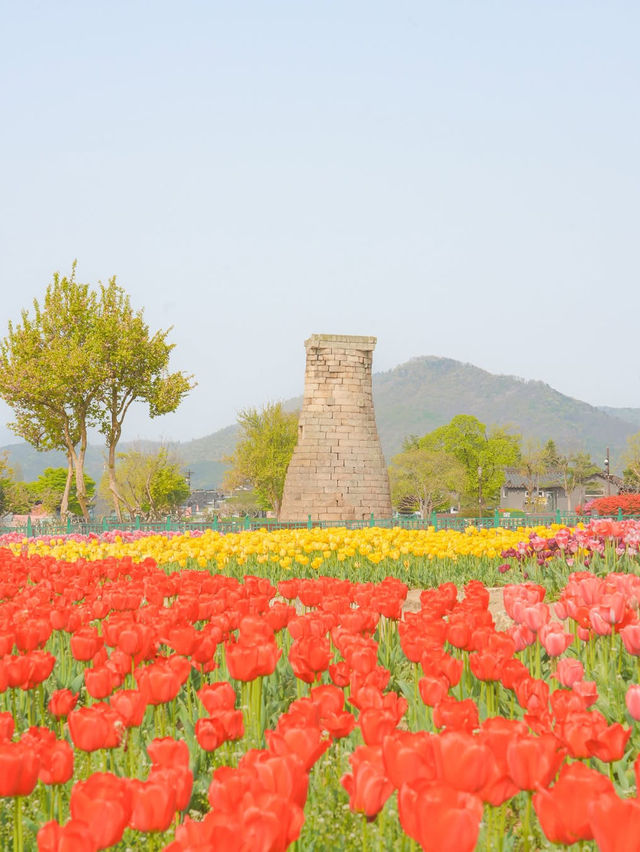 경주 겹벚꽃 보러 가셨나요? 그럼 튤립도 보셔야죠🌷❤️