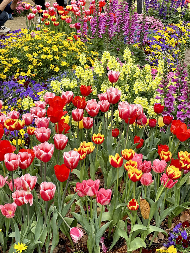 🌷 Visit Guangzhou Spring Festival 🌹✨