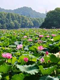 Gushan Park Lotus – Hangzhou’s Summer Watercolor Painting