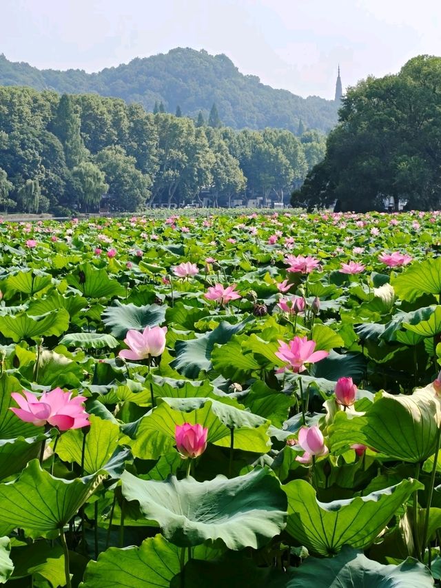Gushan Park Lotus – Hangzhou’s Summer Watercolor Painting