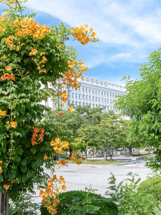 경희대 국제캠퍼스에 능소화가 피는거 아시나요?🧡