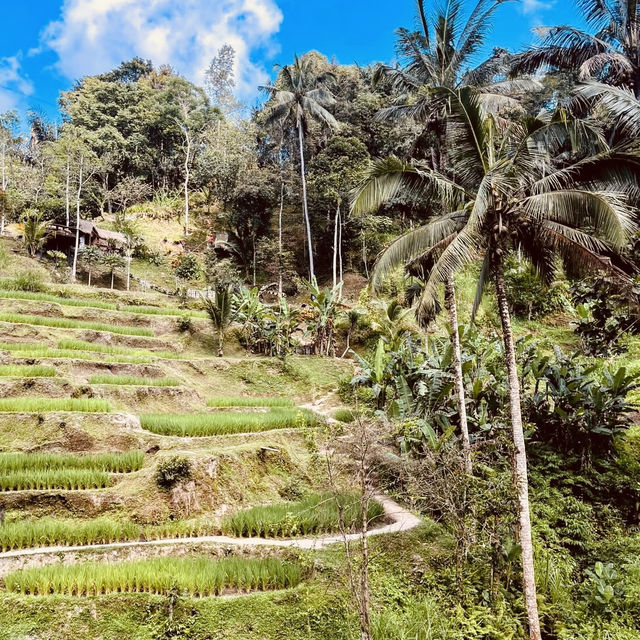 🌾✨ *Tegalalang Rice Terrace: Bali’s Iconic Emerald Staircase* ☀️🌿