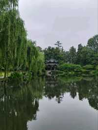 Where Koi Paint the Water – West Lake’s Living Silkscape