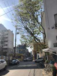 Spring Flowers in Seoul 
