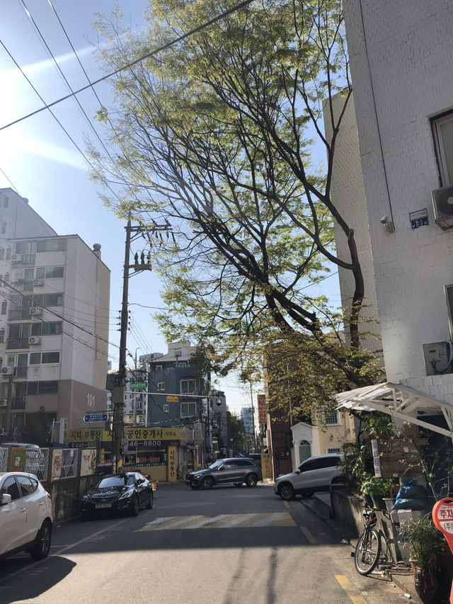 Spring Flowers in Seoul 