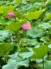 “Lotus Jewel of Kunming: Cuihu’s Summer Serenity”